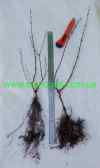 Amfora 1s bush