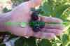 Apahi berry