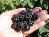 Arapaho berry