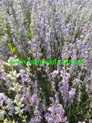 Lavanda FLOWERS