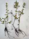 henomeles 1s