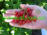 Troickaya berry