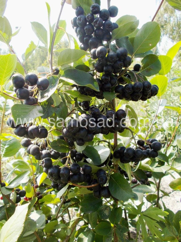 Aronia