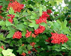 калина Эликсир